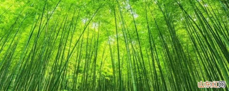 竹的文化寓意