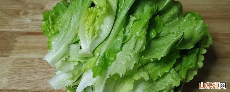 生菜种子需要泡水吗