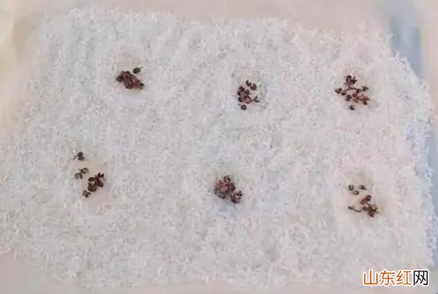 米里长虫子了怎么办