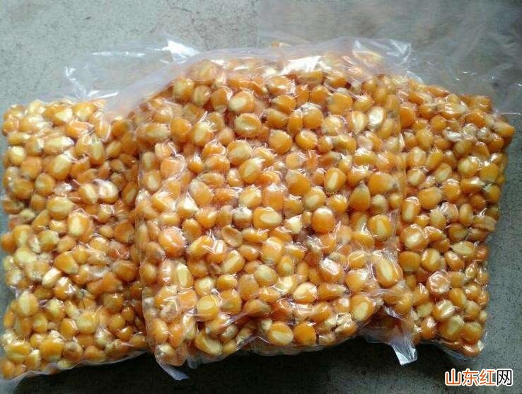 玉米发酵饵料制作方法是什么