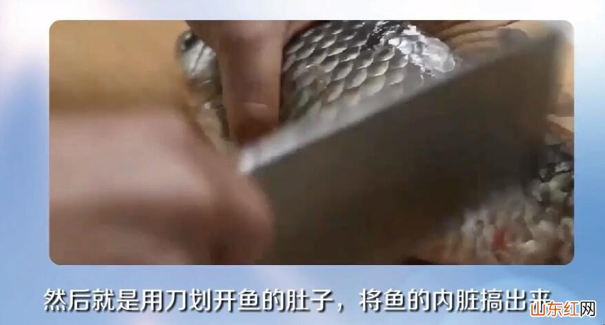新手杀鱼怎么杀