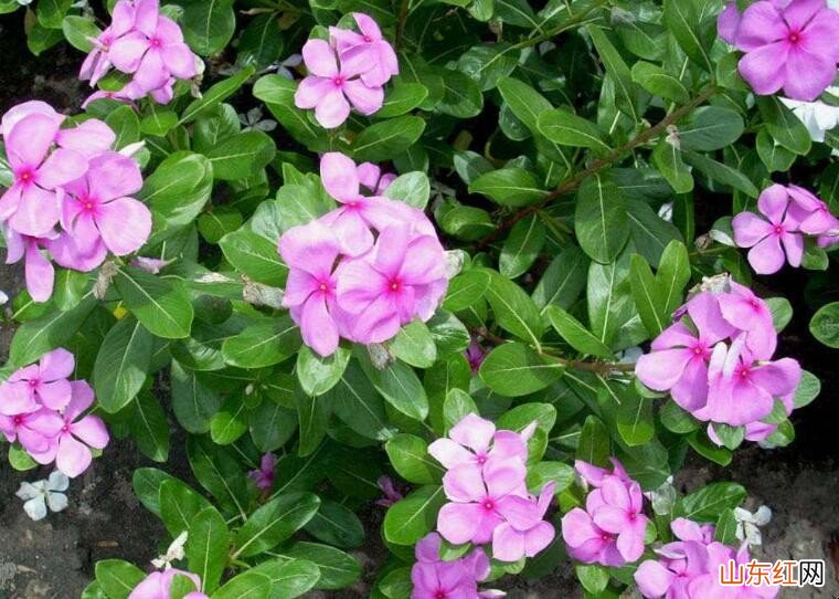 长春花冬天可以修剪吗