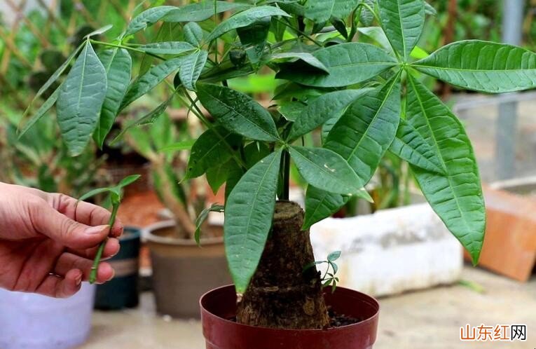 适合室内培植的小植物有什么