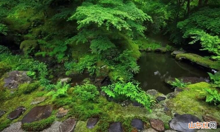 院子里的青苔怎么去除