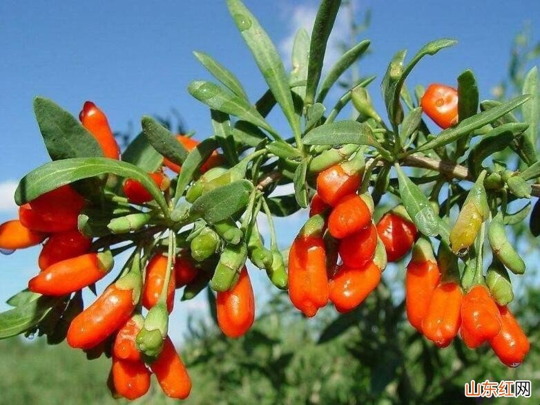 枸杞子种植方法是什么