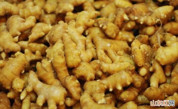 如何辨别高良姜与生姜