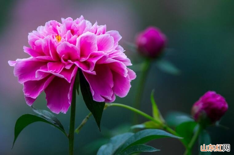 芍药花为什么叫将离