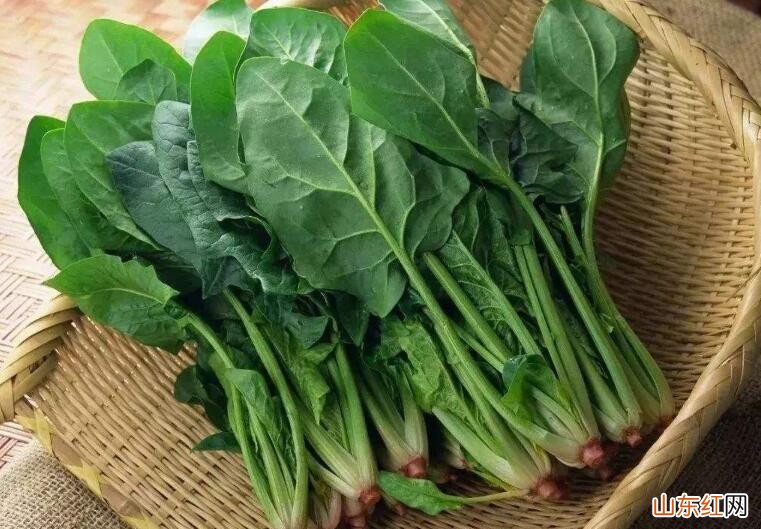 冬天菠菜如何长期保存