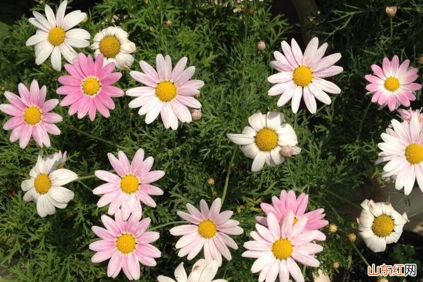 玛格丽特花夏季怎么养