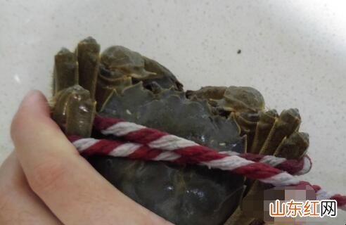 大闸蟹怎么绑绳子