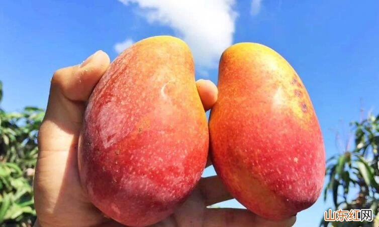 如何挑选贵妃芒