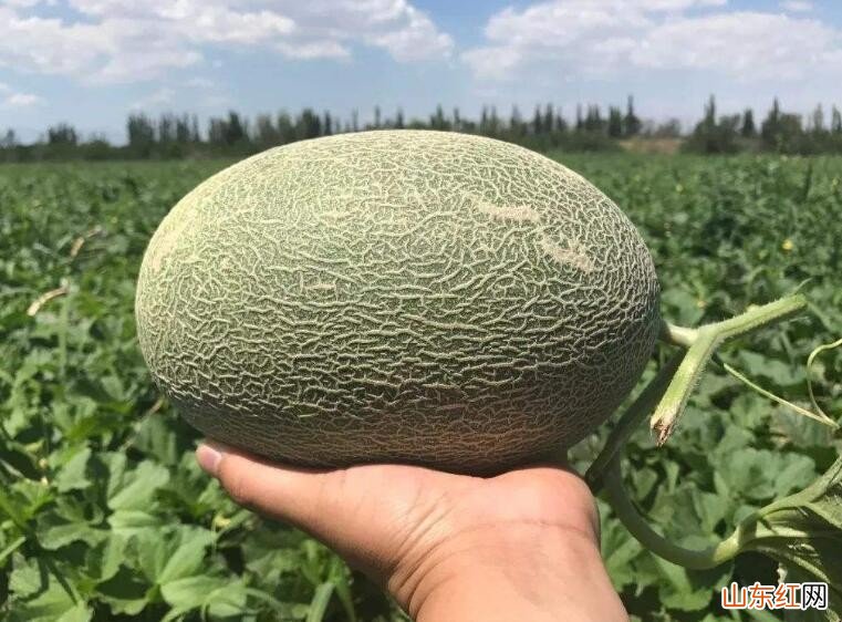 怎么挑选好吃的哈密瓜