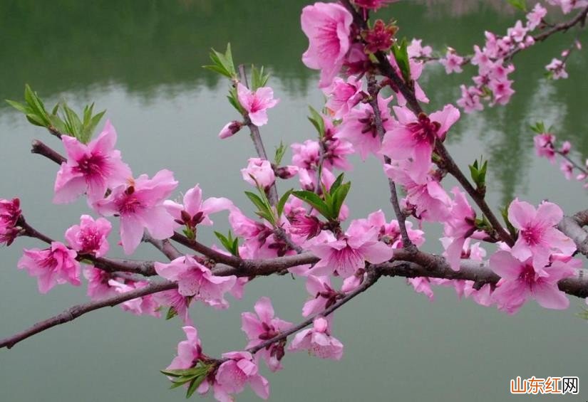 桃花什么季节开