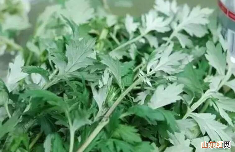 艾草熏房间的正确做法是什么