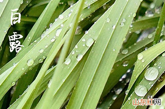 2023年白露是农历几月几日 处暑十八合白露勿露身