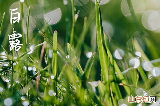 白露节气气温多少度 2023年白露后穿多厚衣物