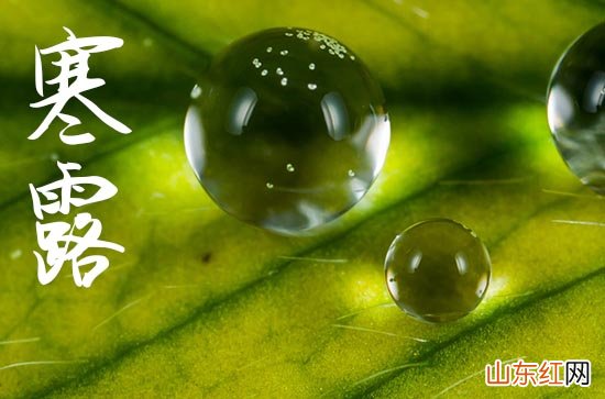 寒露发给客户的祝福短信