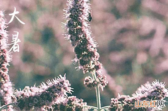 大暑适合吃什么食物 大暑适合吃什么水果