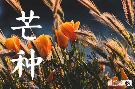 芒种时节如何养生