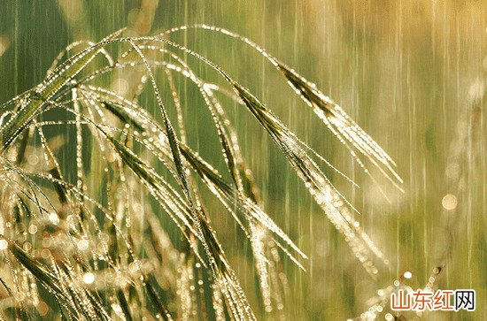 下雨天气吸引人的朋友圈文案80句