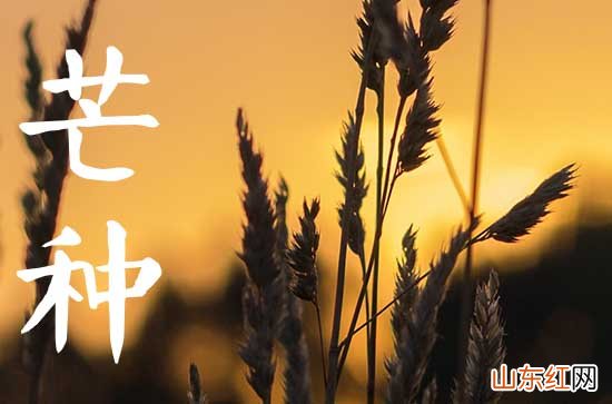 优美的芒种节气语句摘抄