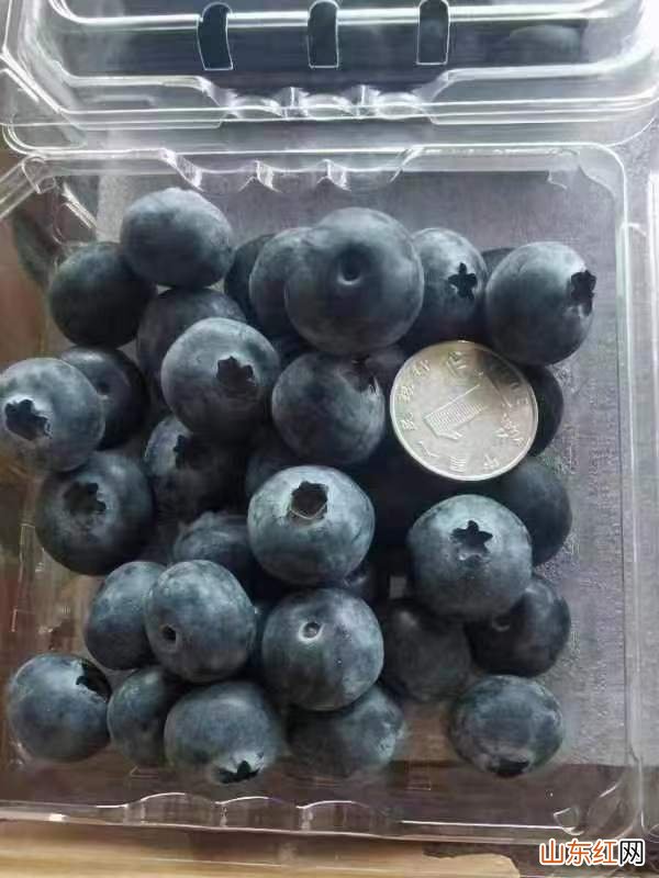 超市的盒装蓝莓可以直接吃吗 蓝莓怎么清洗干净