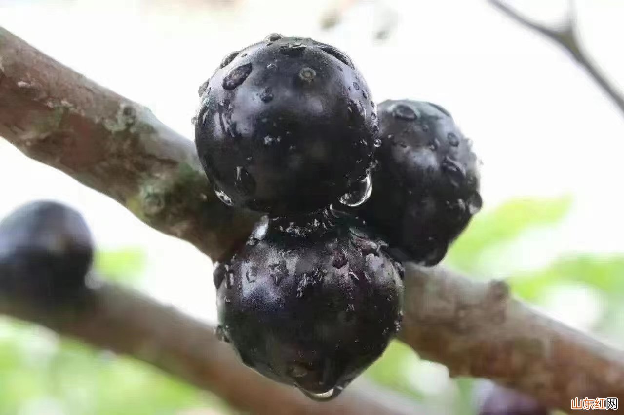 蓝莓放冰箱需要用保鲜膜包起来吗 蓝莓放冰箱要放保鲜袋保存吗