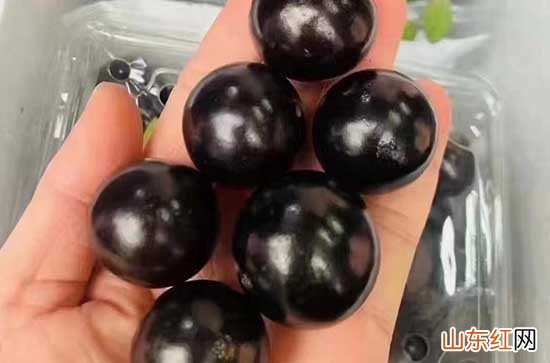 蓝莓表面越白越好吗 蓝莓怎么挑选