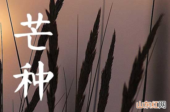 2023年芒种是几月几号 2023芒种美好寓意是什么