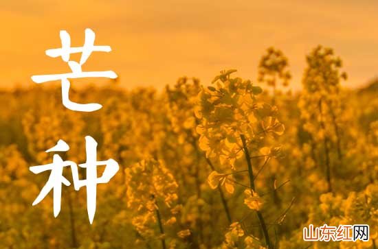 2023年芒种的具体时间 2023年芒种一共几天
