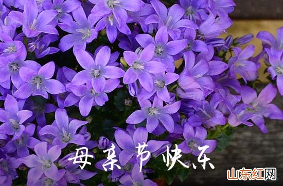 2023母亲节婆婆微信