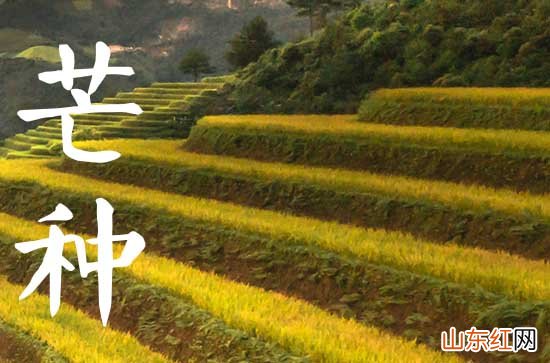 芒种节气朋友圈经典祝福语 2023芒种节气发朋友圈的经典句子