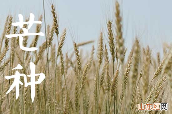 2023年芒种可以种的农作物 2023年芒种降雨影响大豆水稻