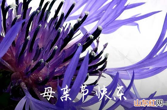 2023年母亲节给妈妈、婆婆、岳母的祝愿