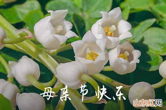 2023年精选母亲节祝福问候语45条