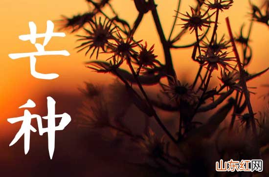 2023年芒种后九天是什么时候芒种是几月几号