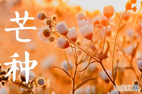 2023年芒种适合喝什么茶 喝茶注意事项