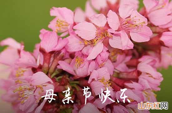 最温暖的母亲节祝福语2023