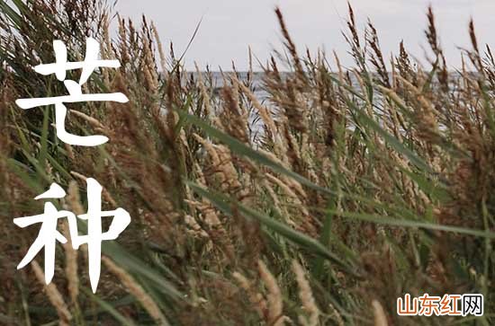 2023年芒种能剪头发吗 理发注意的事项