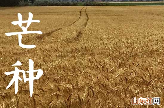 今年几月份芒种2023 2023年芒种是什么时候