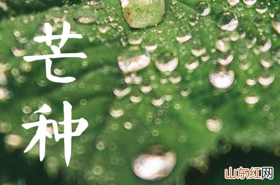 2023年芒种一共几天 2023年芒种的具体时间