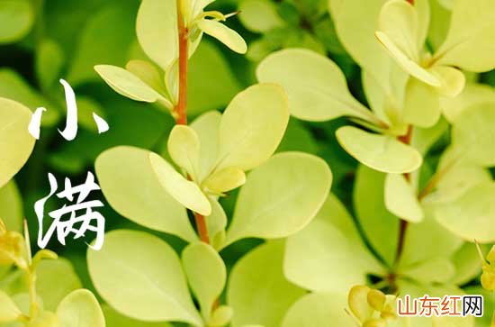 2023小满节气祝福怎么发 2023年小满祝福语句子