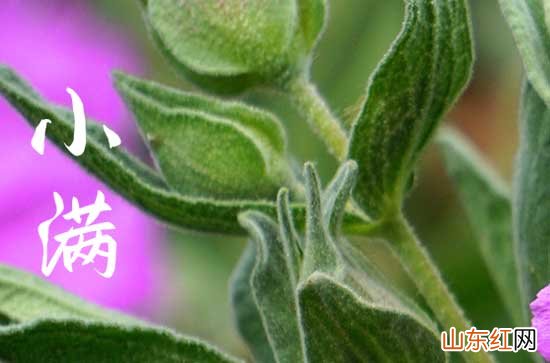 2023小满祝福语朋友圈 2023小满祝福语朋友圈精选