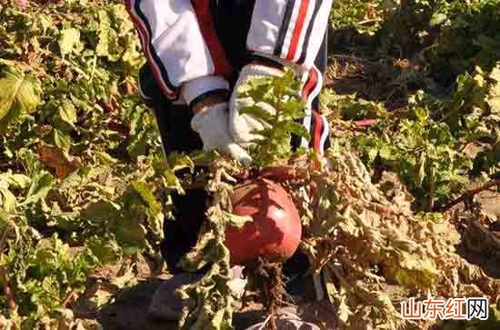 2023五一劳动节经典祝福语 2023劳动节祝福文案说说