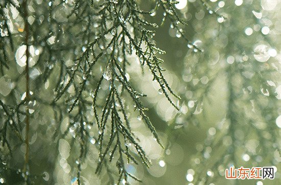 沙柳可以长多高 种植沙柳的好处