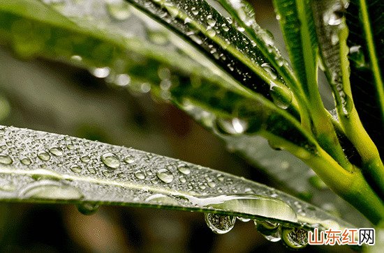 沙柳是什么植物 沙柳的应用前景