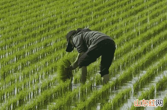 2023谷雨节气会下雨吗 谷雨的习俗