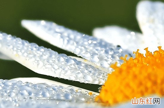 2023谷雨是第几个节气 谷雨是二十四节气第几个