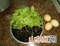 新鲜盖益母草的吃法 加入爽脆木耳同煮口感更丰富